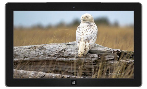 snowy owls windows 8.1 theme