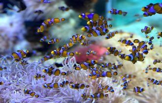 virtual acquariums