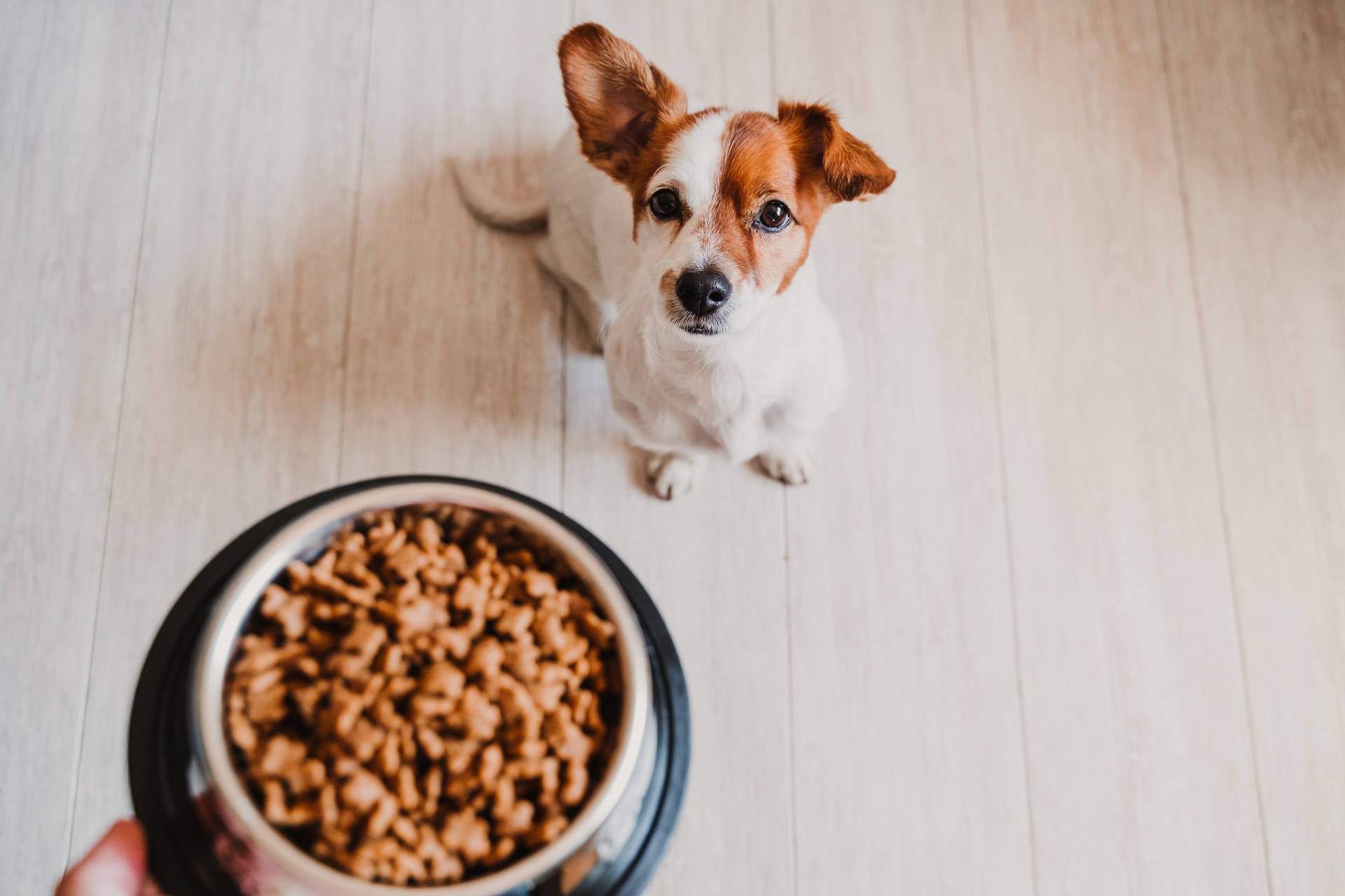 Pet Food Formulation Software: 3 Best in 2026